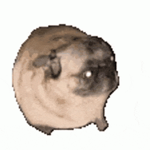 dancing-pug